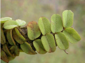 Salvinia sprucei