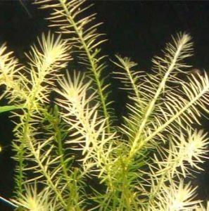 Mayaca sp. Sao Fracisco