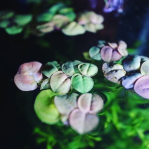 Филлантус плавающий