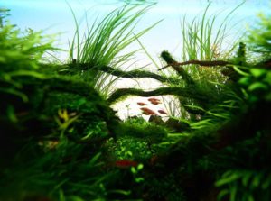 Разбираемся с жесткостью и буферными свойствами воды