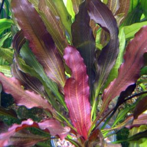 Echinodorus Rubin