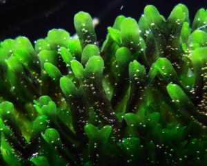 Monosolenium tenerum