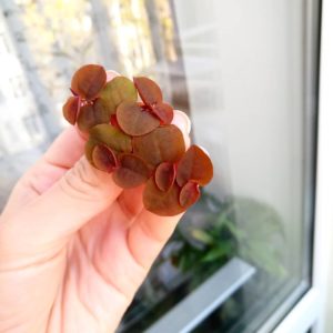 Филлантус плавающий