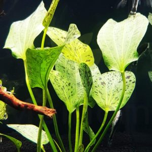 Echinodorus ozelot