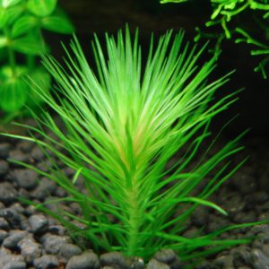 Mayaca sellowiana