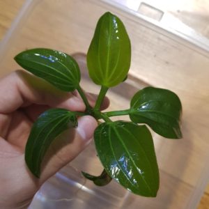 Эхинодорус Опакус