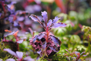Bucephalandra Kedagang Purple
