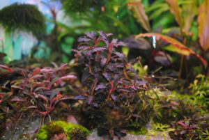 Bucephalandra Kedagang Red Godzilla