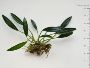 Aridarum sp. Mini