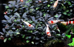 Bucephalandra Kedagang Mini round