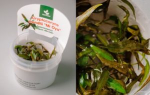 Криптокорина Ми Ойя