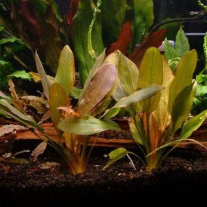 Echinodorus Grosser Baer