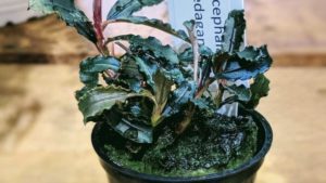 Bucephalandra Kedagang Tropica