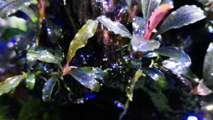 Bucephalandra Kedagang Japan