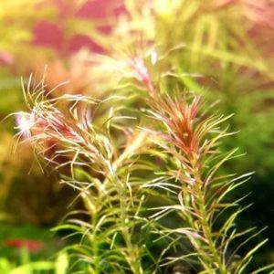 Mayaca sp. «Santarem Red»