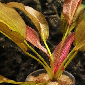 Echinodorus Grosser Baer