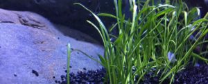 Lilaeopsis Brasiliensis