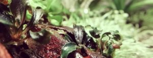 Bucephalandra sp. «Kedagang