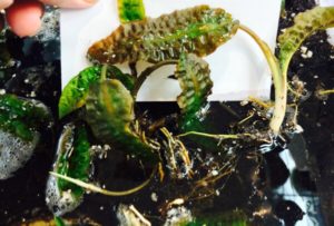 Cryptocoryne hudoroi