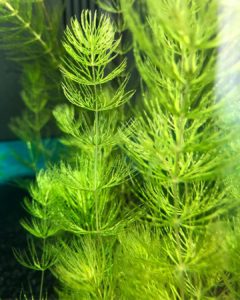 Ceratophyllum