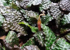 Cryptocoryne keei