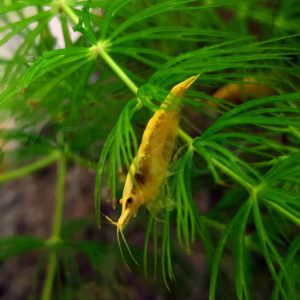 Ceratophyllum