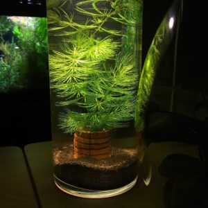 Ceratophyllum