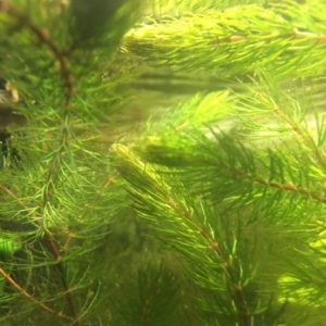 Ceratophyllum