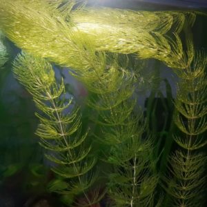 Ceratophyllum