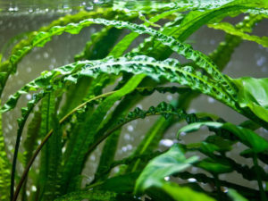Cryptocoryne aponogetifolia