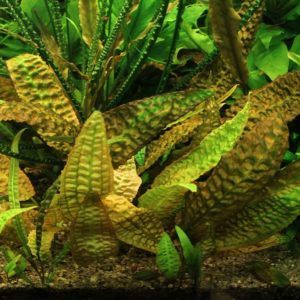 Cryptocoryne hudoroi