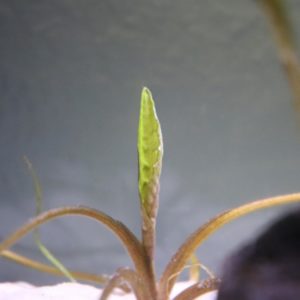Cryptocoryne hudoroi