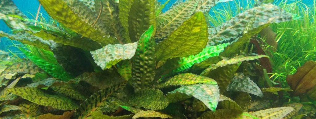 Cryptocoryne hudoroi