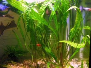Cryptocoryne usteriana