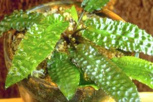 Cryptocoryne hudoroi
