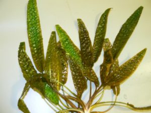 Cryptocoryne hudoroi