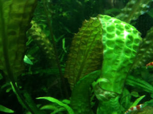 Cryptocoryne hudoroi