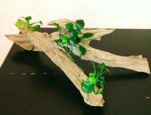 Коряга