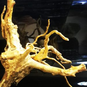 Коряга