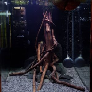 Коряга