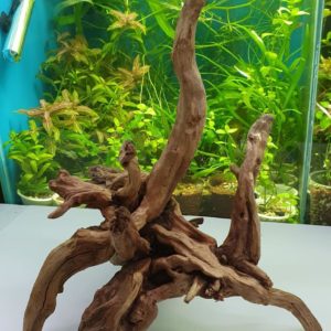 Коряга
