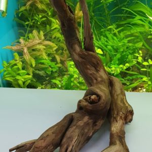 Коряга